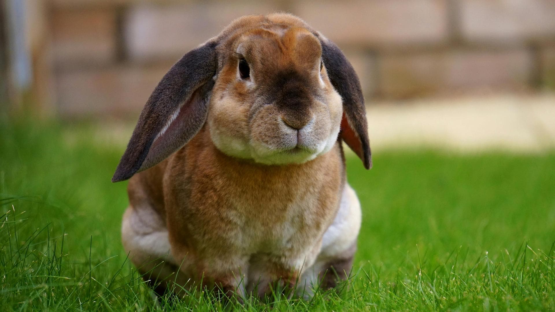 Rabbit Spay Castrate Neutering Prices in Chichester