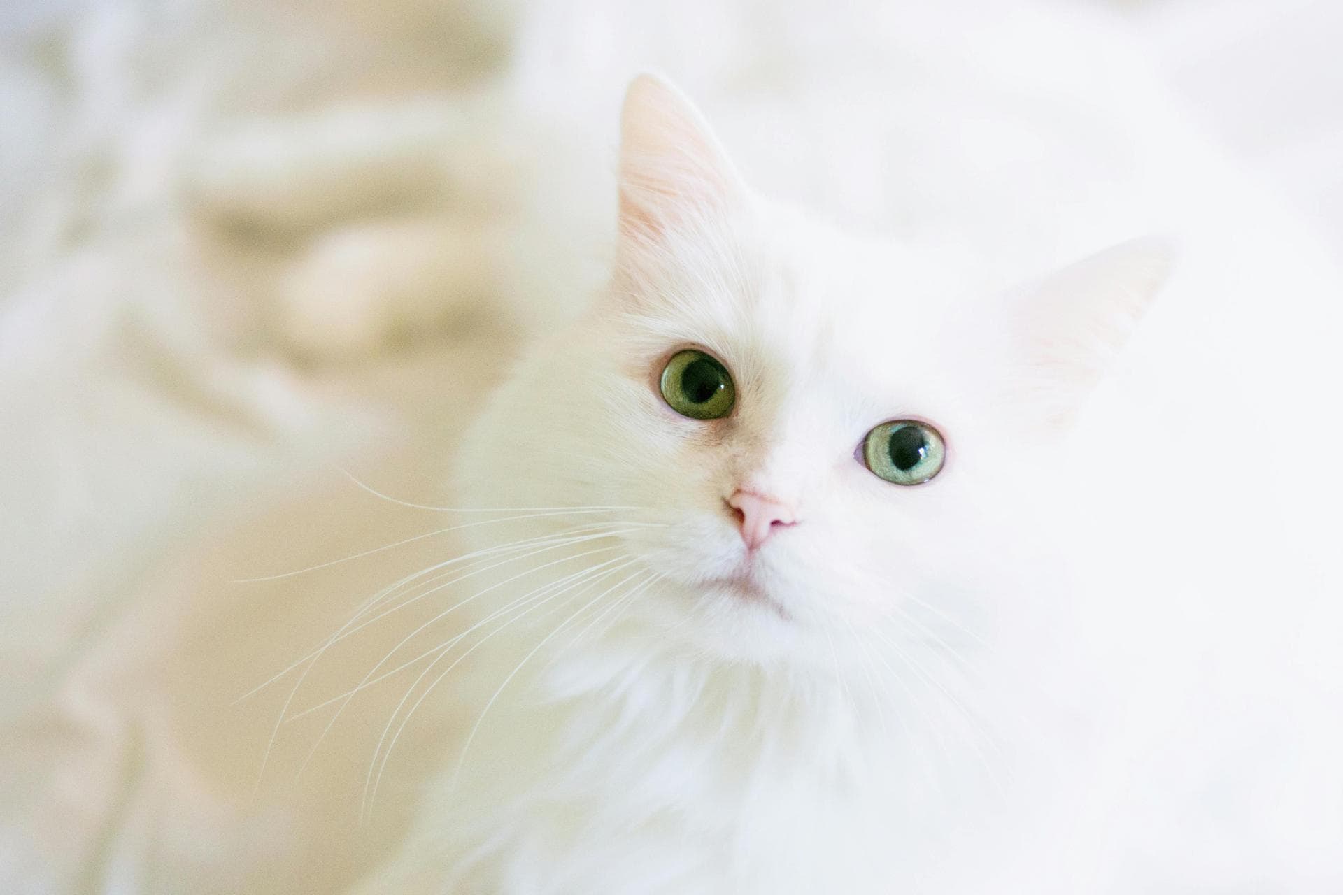 Cat Dental Prices in Chichester